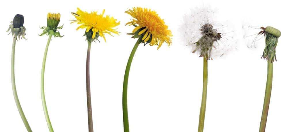 dandelion- best herb for digestion