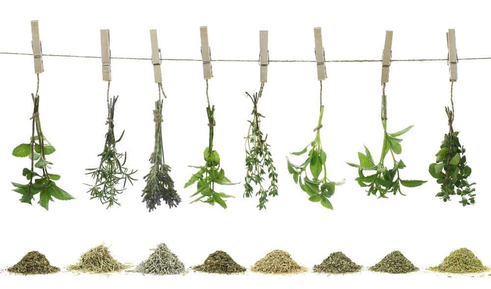 best herbs for digestion