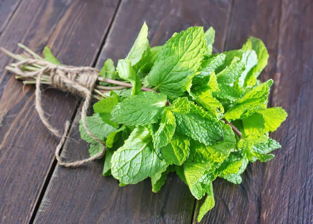 mint - best herb for digestion